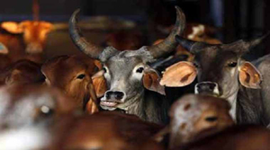 beef ban.